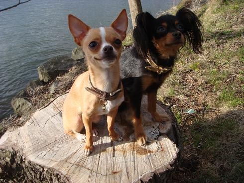 hund8.jpg